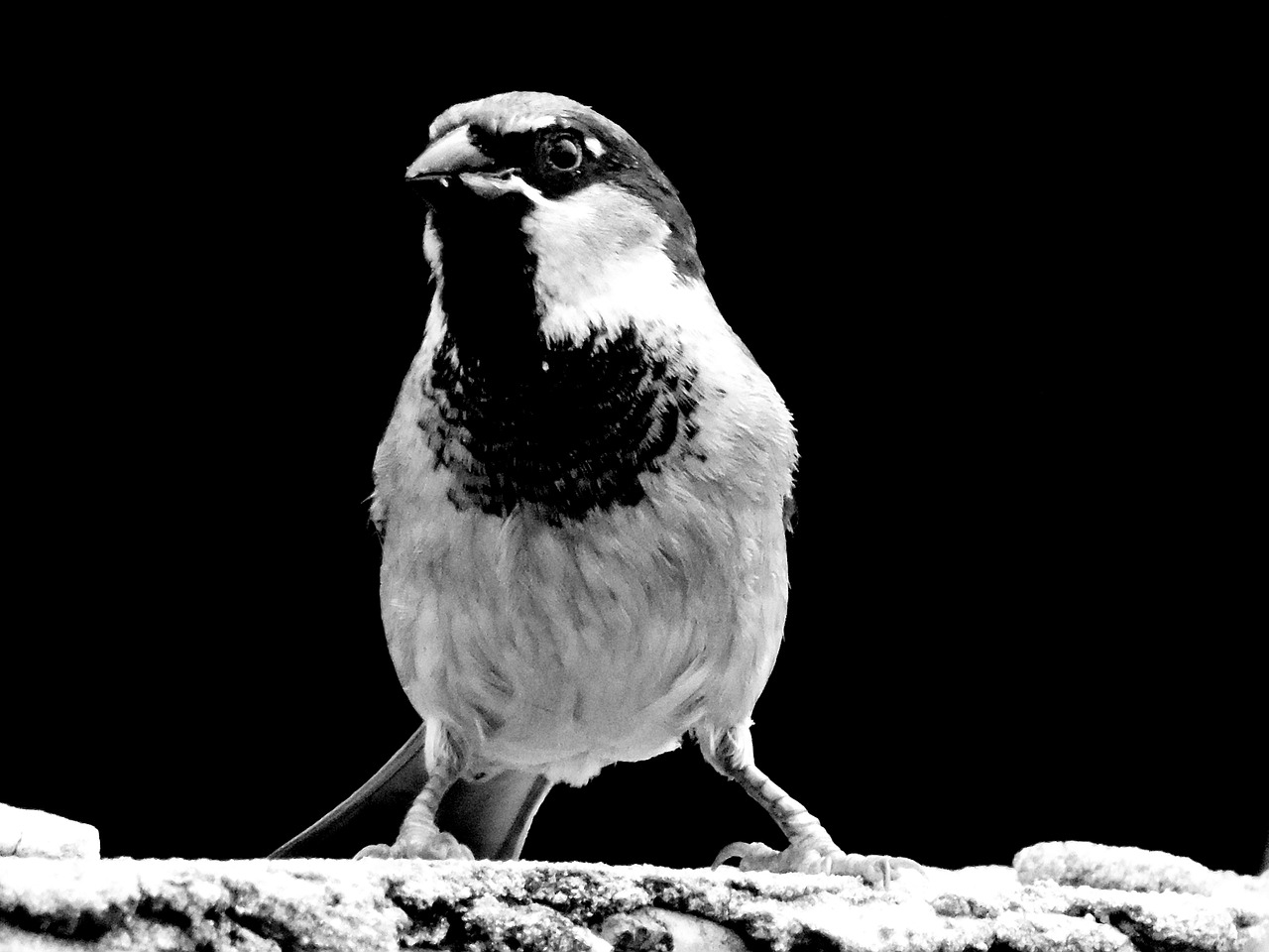 Sueños, gorriones solitarios y ángeles vagabundos