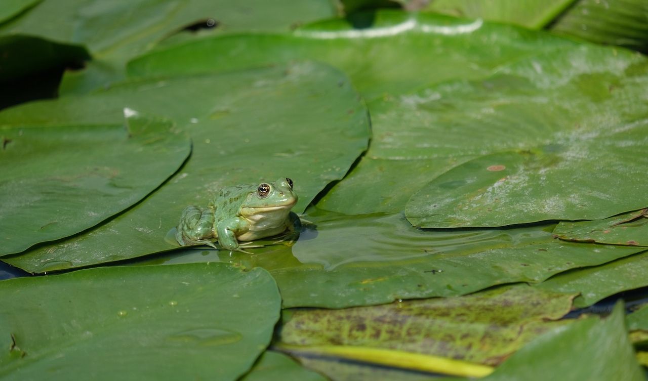 Donde cantan los sapos